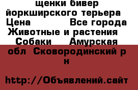 щенки бивер йоркширского терьера › Цена ­ 8 000 - Все города Животные и растения » Собаки   . Амурская обл.,Сковородинский р-н